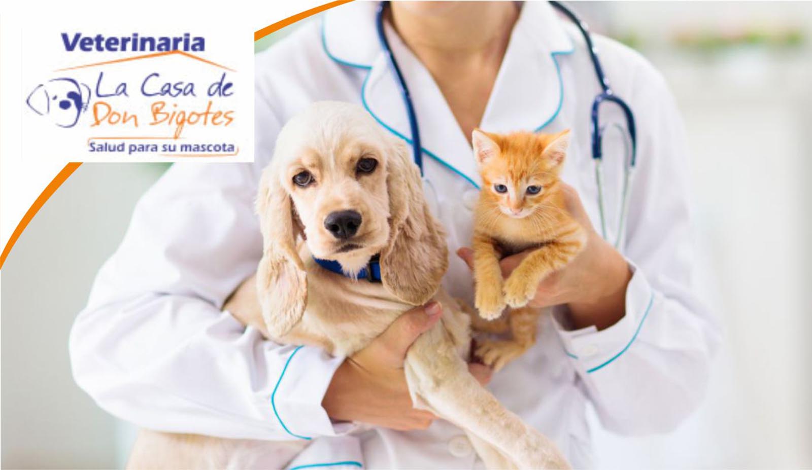 Veterinaria la Casa de Don Bigotes