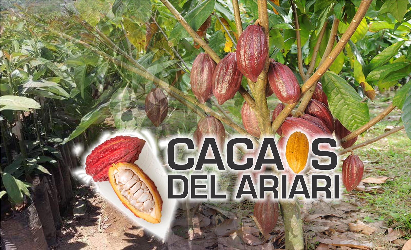 CACAOS DEL ARIARI_FONDO