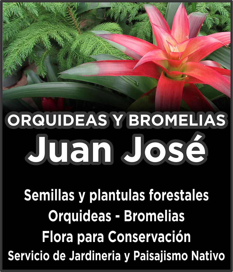 ORQUIDEAS Y BROMELIAS Juan José