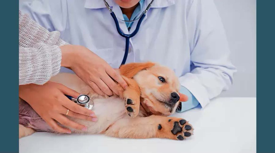SAMAVET MEDICINA VETERINARIA
