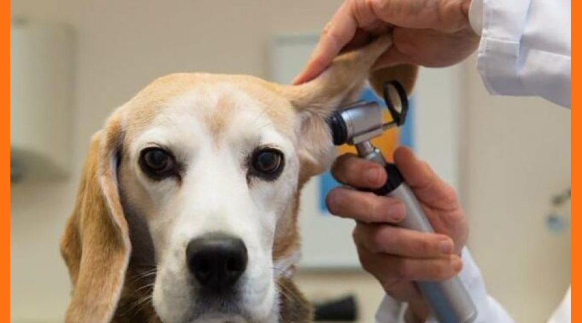 Veterinaria la Casa de Don Bigotes