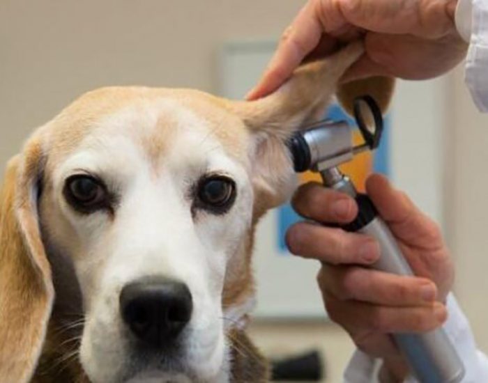 Veterinaria la Casa de Don Bigotes