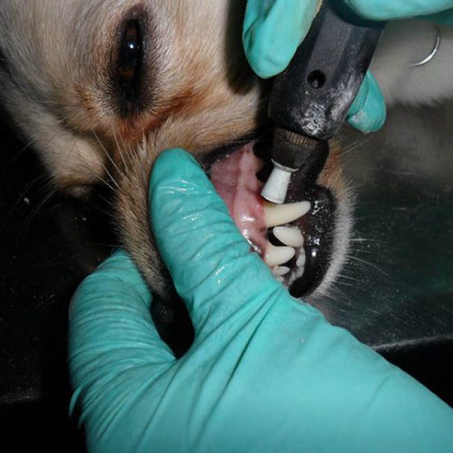 VETSANAR CLINICENTRO VETERINARIO