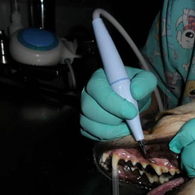 VETSANAR CLINICENTRO VETERINARIO