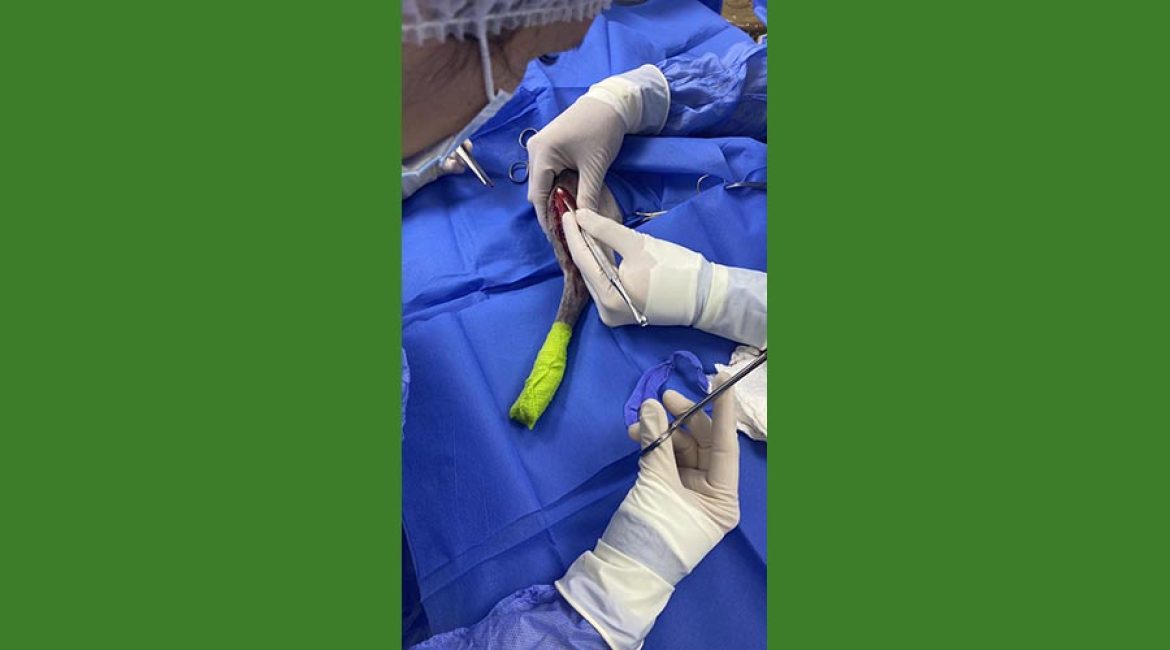 SAN PABLO CENTRO VETERINARIO INTEGRAL