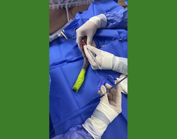 SAN PABLO CENTRO VETERINARIO INTEGRAL