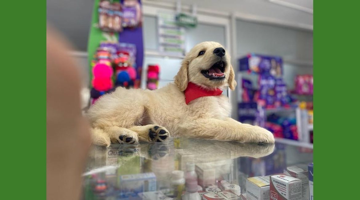 SAN PABLO CENTRO VETERINARIO INTEGRAL