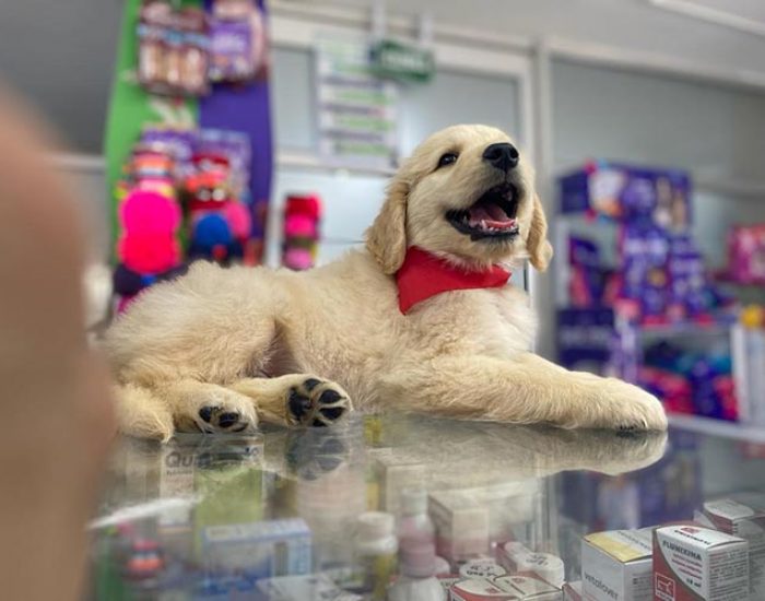 SAN PABLO CENTRO VETERINARIO INTEGRAL