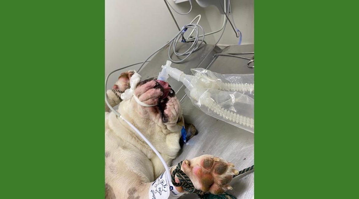 SAN PABLO CENTRO VETERINARIO INTEGRAL