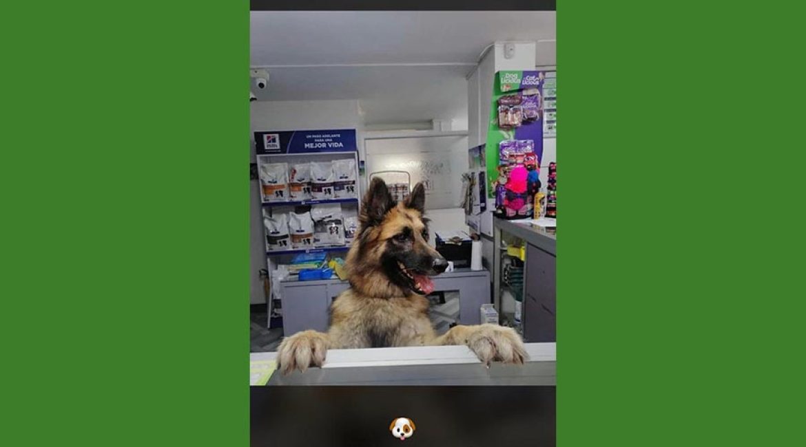 SAN PABLO CENTRO VETERINARIO INTEGRAL