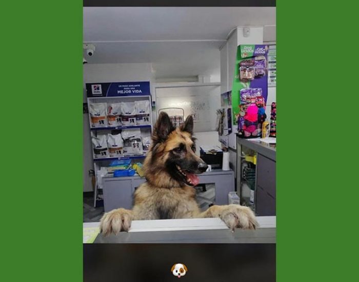 SAN PABLO CENTRO VETERINARIO INTEGRAL
