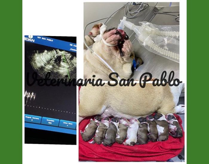 SAN PABLO CENTRO VETERINARIO INTEGRAL