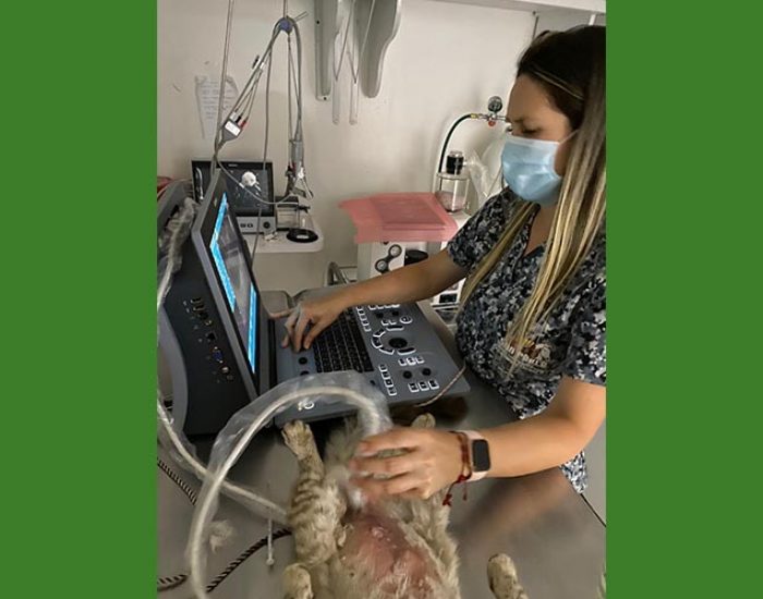 SAN PABLO CENTRO VETERINARIO INTEGRAL