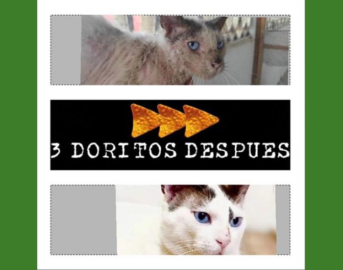 SAN PABLO CENTRO VETERINARIO INTEGRAL