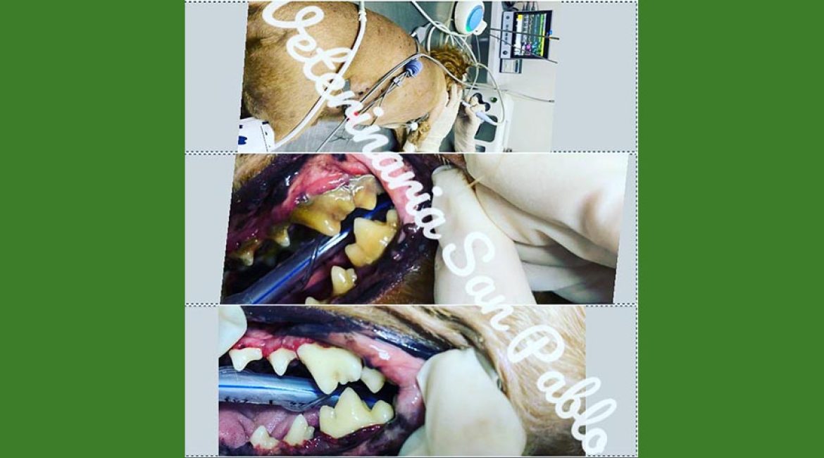 SAN PABLO CENTRO VETERINARIO INTEGRAL