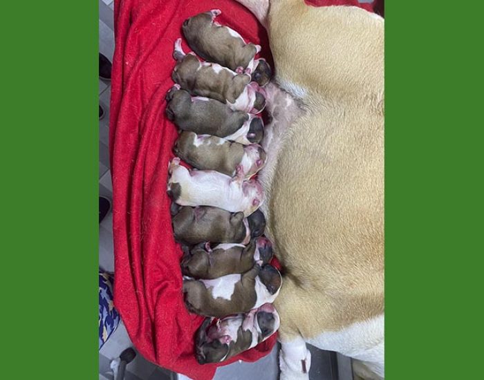 SAN PABLO CENTRO VETERINARIO INTEGRAL