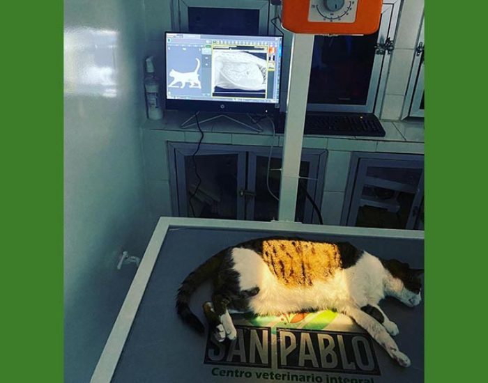 SAN PABLO CENTRO VETERINARIO INTEGRAL