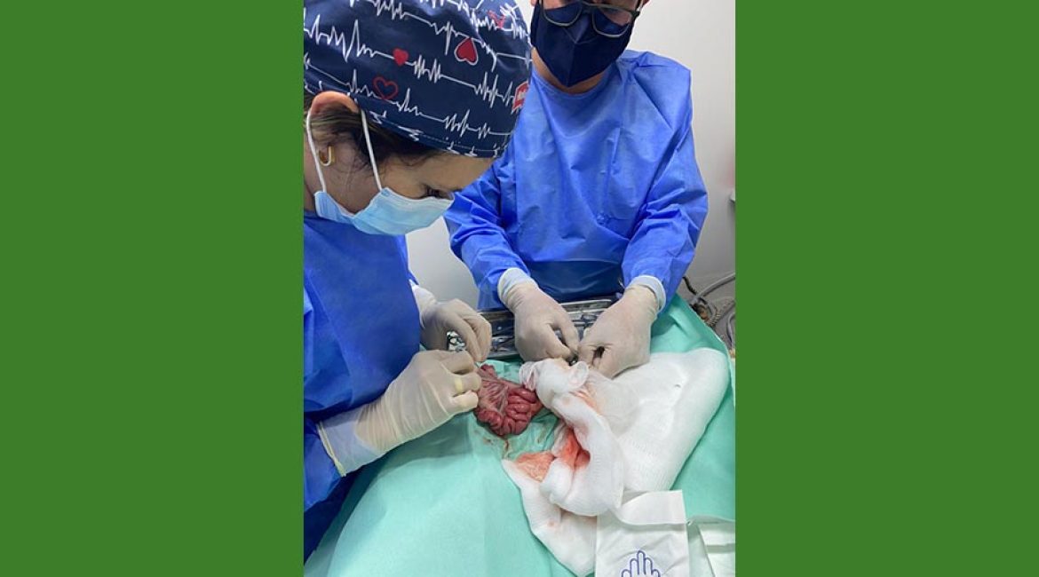 SAN PABLO CENTRO VETERINARIO INTEGRAL
