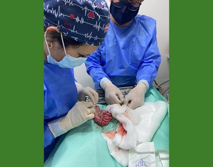SAN PABLO CENTRO VETERINARIO INTEGRAL