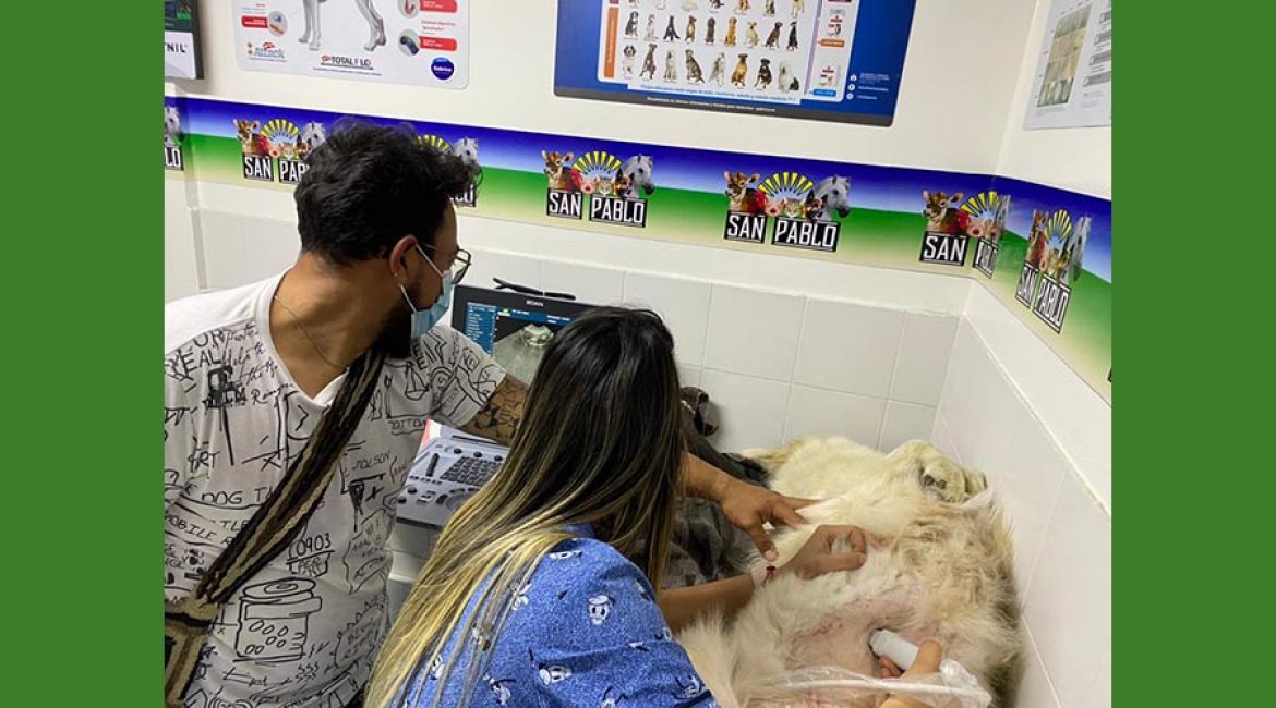 SAN PABLO CENTRO VETERINARIO INTEGRAL