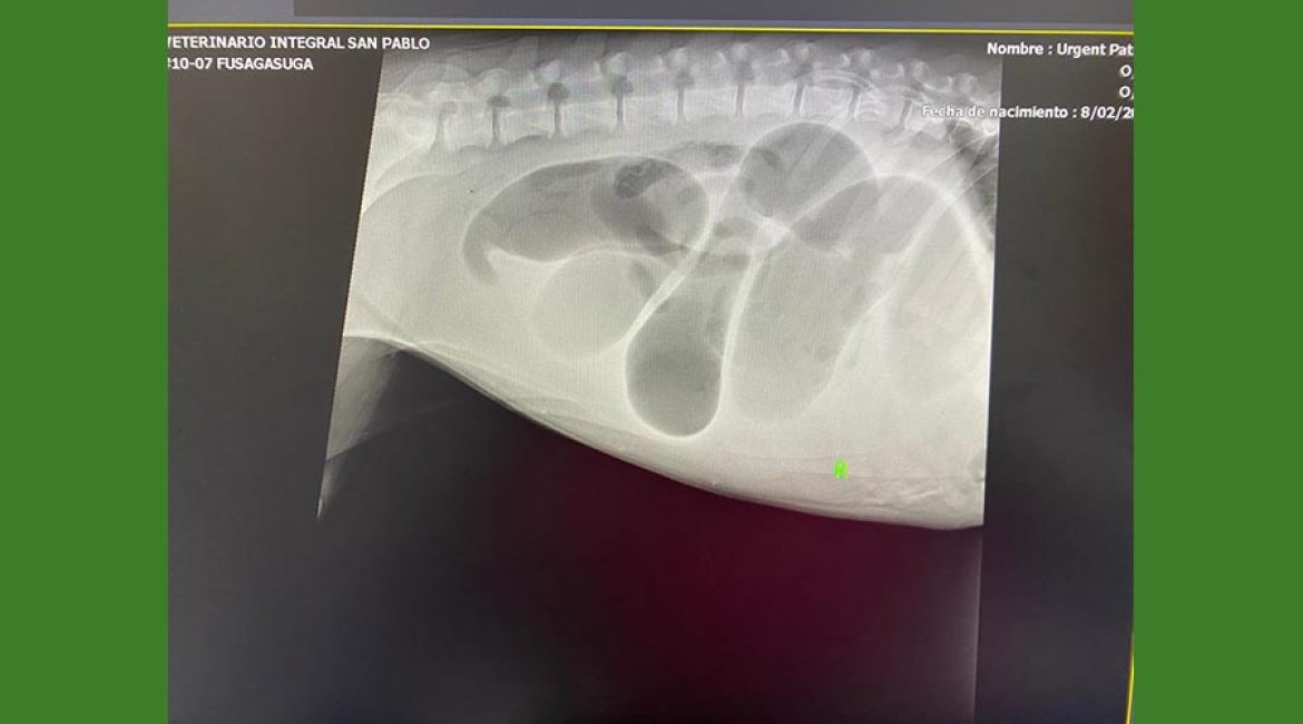 SAN PABLO CENTRO VETERINARIO INTEGRAL