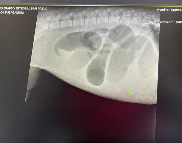 SAN PABLO CENTRO VETERINARIO INTEGRAL