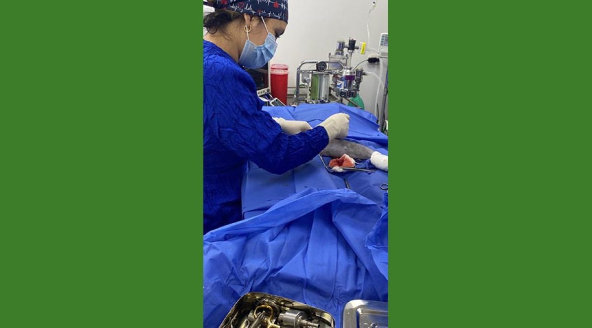 SAN PABLO CENTRO VETERINARIO INTEGRAL