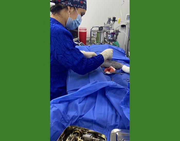 SAN PABLO CENTRO VETERINARIO INTEGRAL