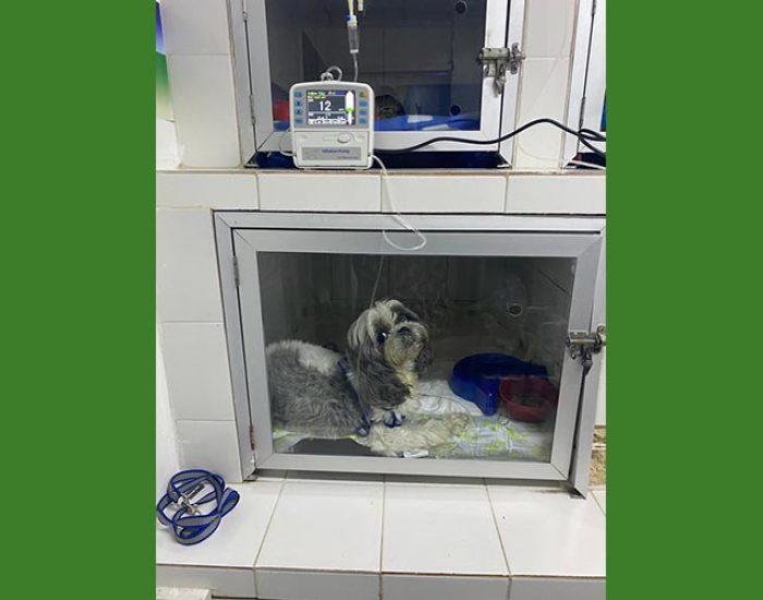 SAN PABLO CENTRO VETERINARIO INTEGRAL