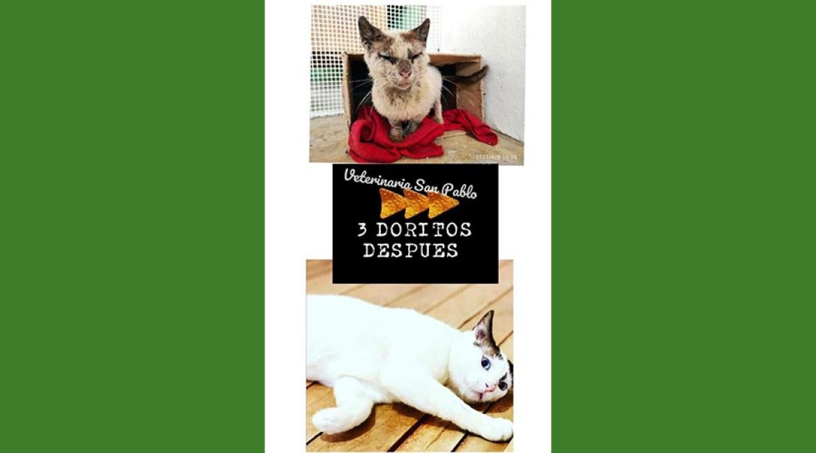 SAN PABLO CENTRO VETERINARIO INTEGRAL