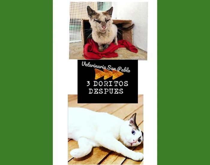 SAN PABLO CENTRO VETERINARIO INTEGRAL