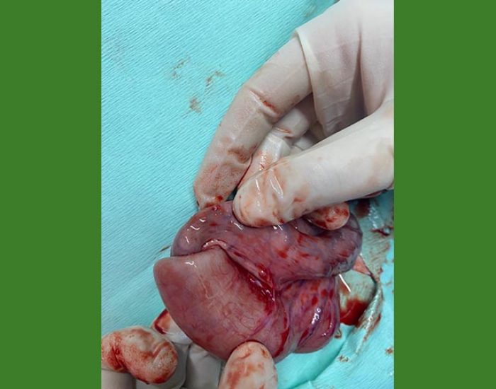 SAN PABLO CENTRO VETERINARIO INTEGRAL