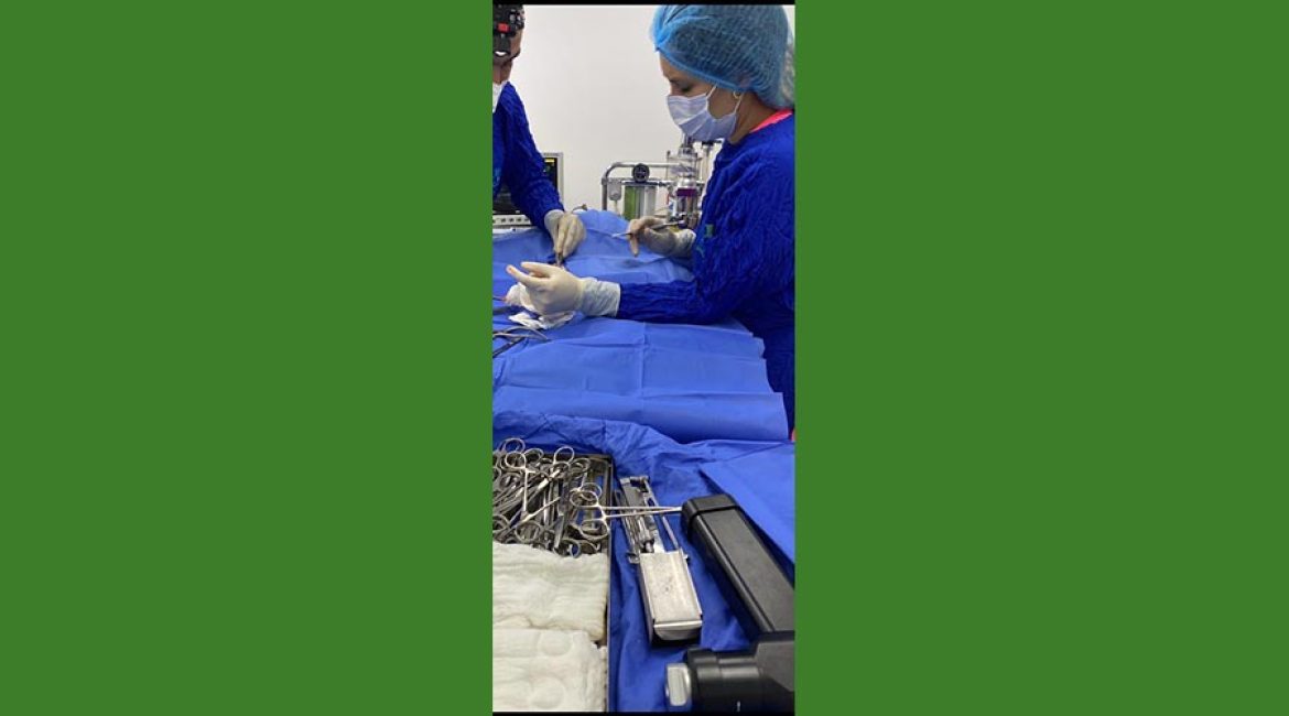 SAN PABLO CENTRO VETERINARIO INTEGRAL