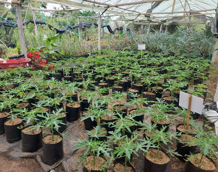 VIVERO PLANTAS SAN LUIS