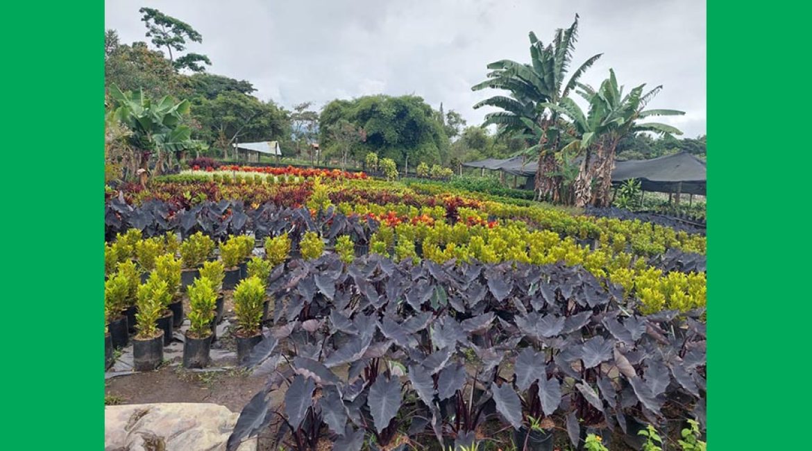 VIVERO PLANTAS SAN LUIS