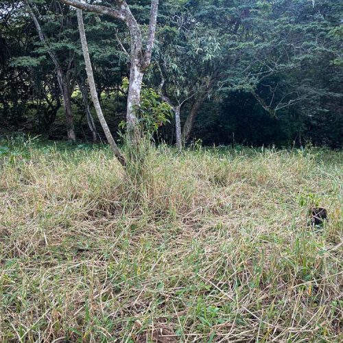 unica SE VENDEN LOTES CAMPESTRES EN FUSAGASUGÁ