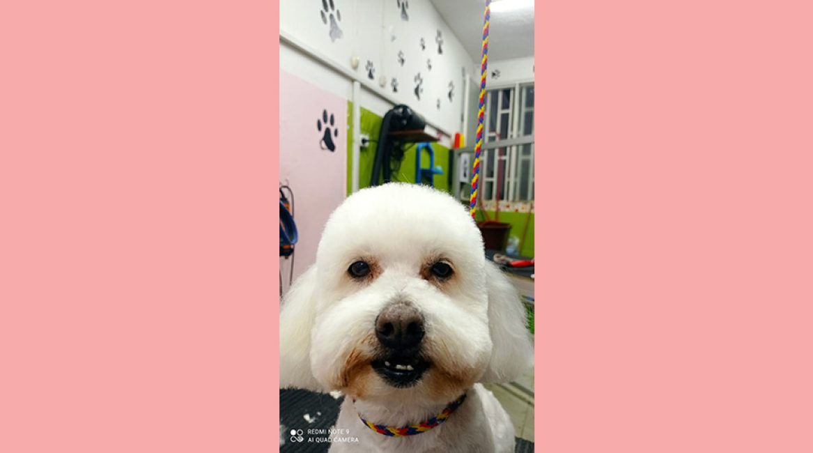 CANINOS CON GLAMOUR