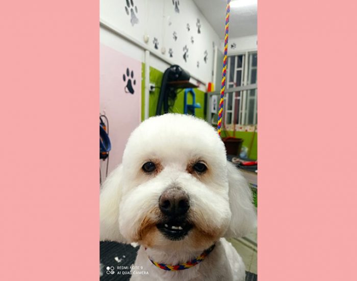 CANINOS CON GLAMOUR
