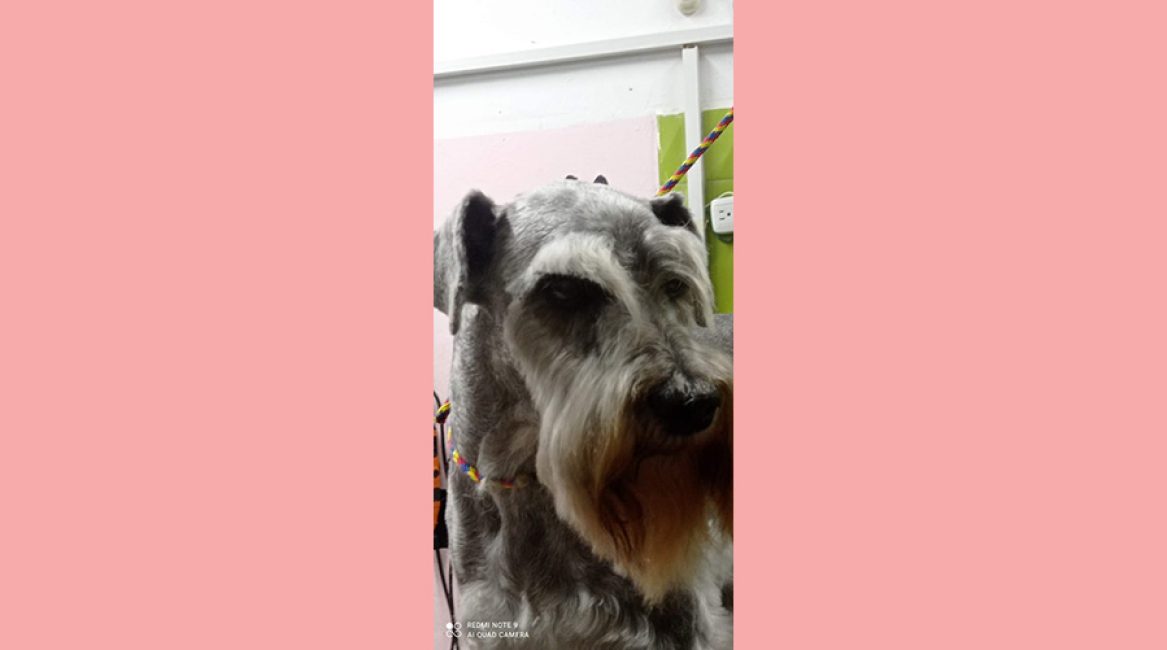 CANINOS CON GLAMOUR