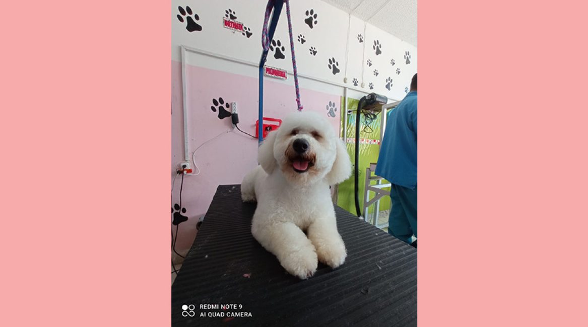 CANINOS CON GLAMOUR