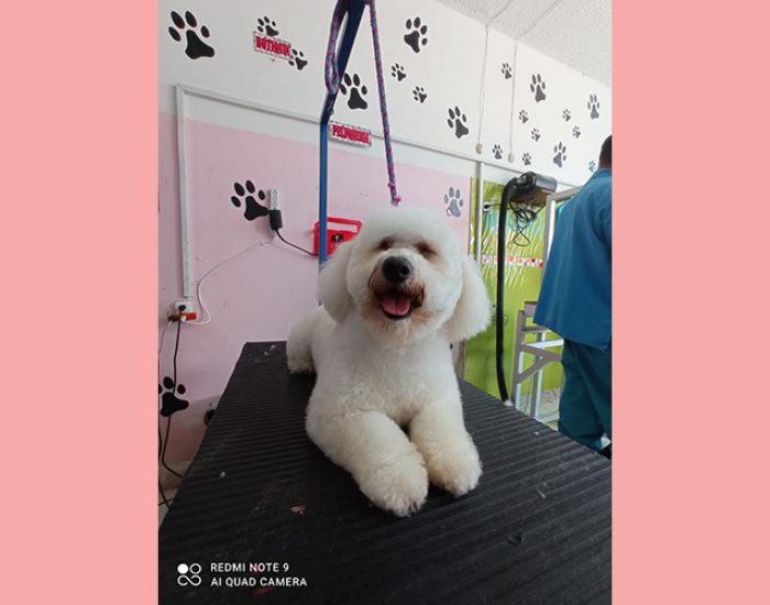 CANINOS CON GLAMOUR