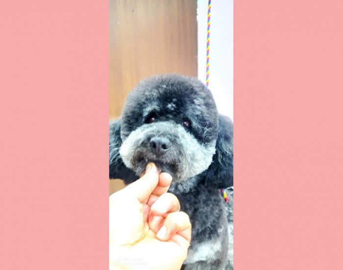 CANINOS CON GLAMOUR