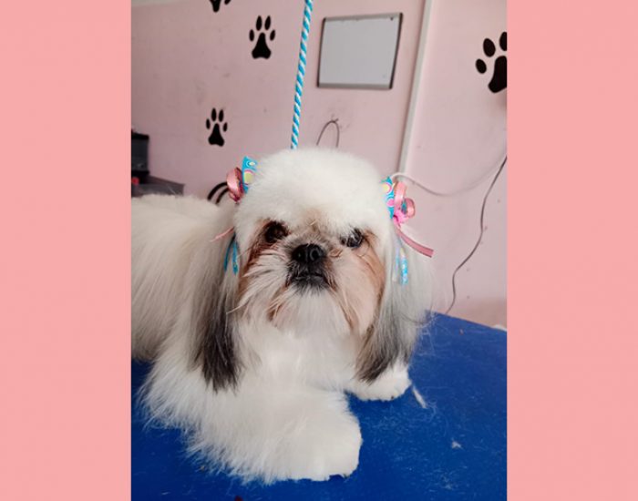 CANINOS CON GLAMOUR