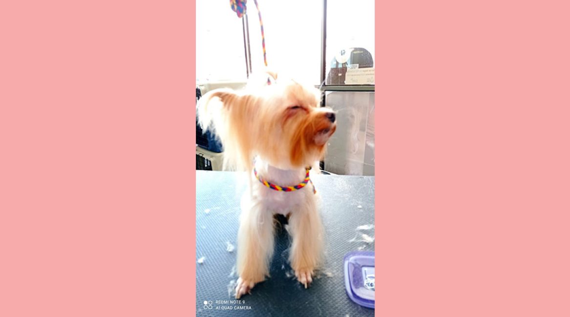CANINOS CON GLAMOUR