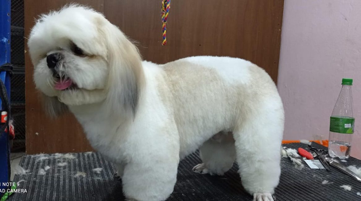 CANINOS CON GLAMOUR