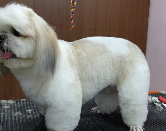 CANINOS CON GLAMOUR