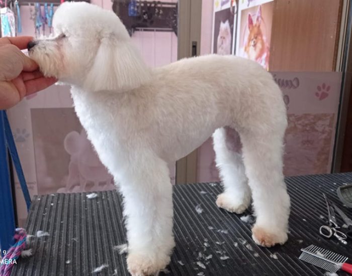CANINOS CON GLAMOUR