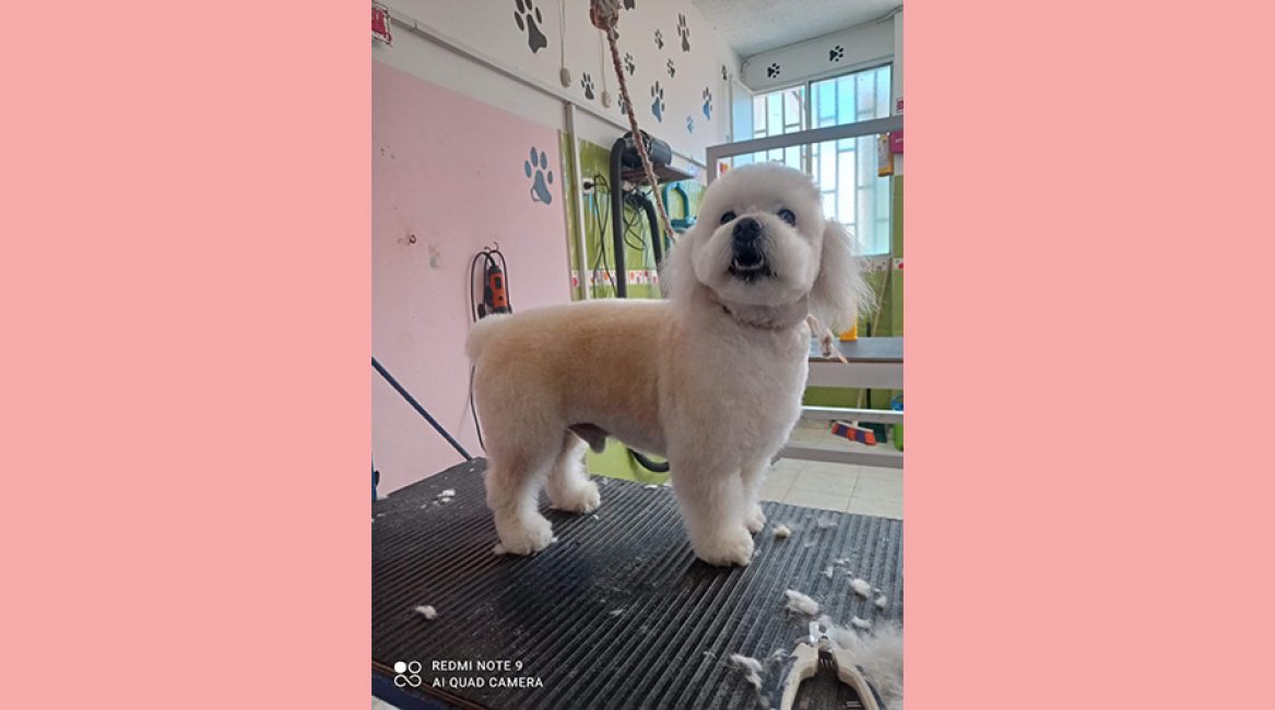CANINOS CON GLAMOUR