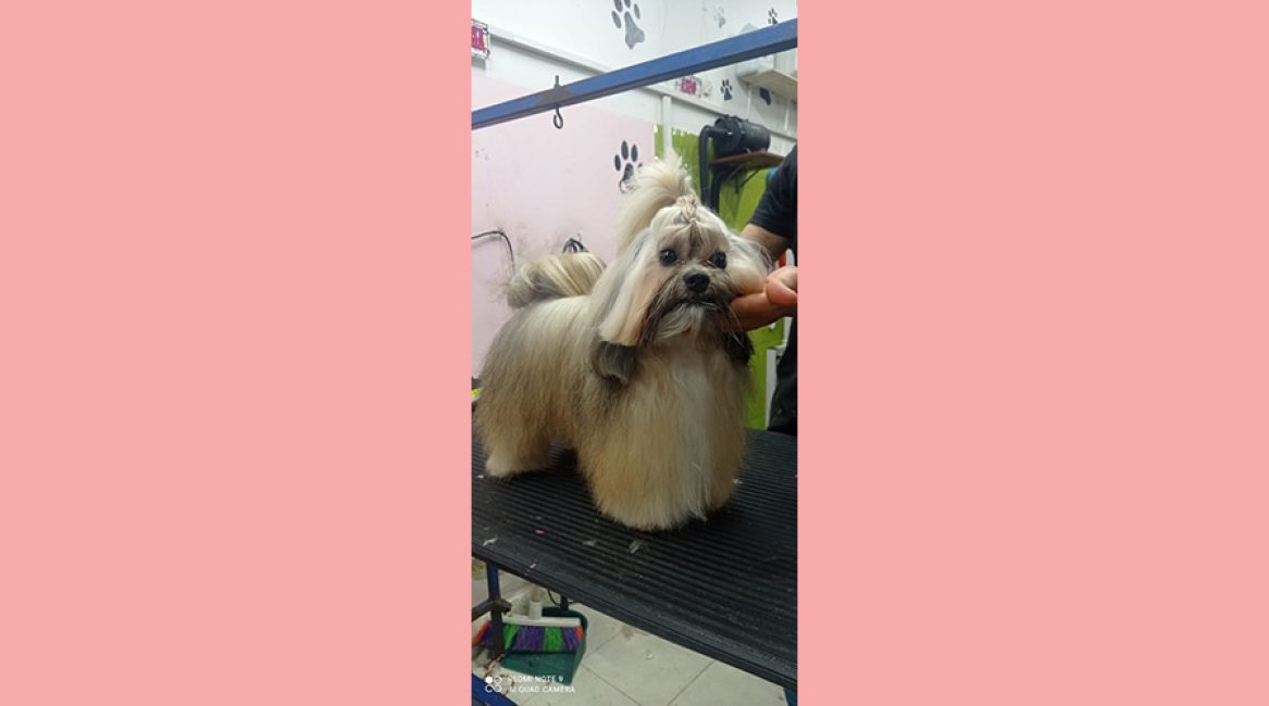 CANINOS CON GLAMOUR