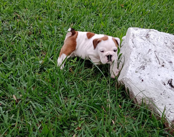 CANINOS CON GLAMOUR